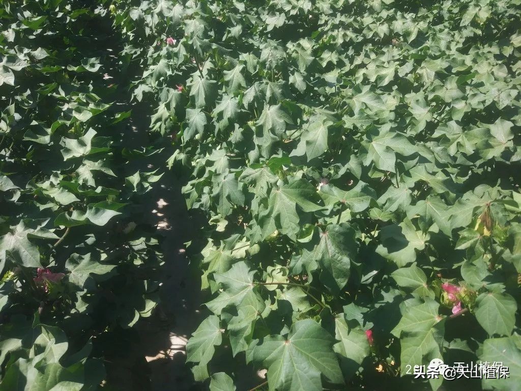 棉花长势弱怎么管理,棉花徒长