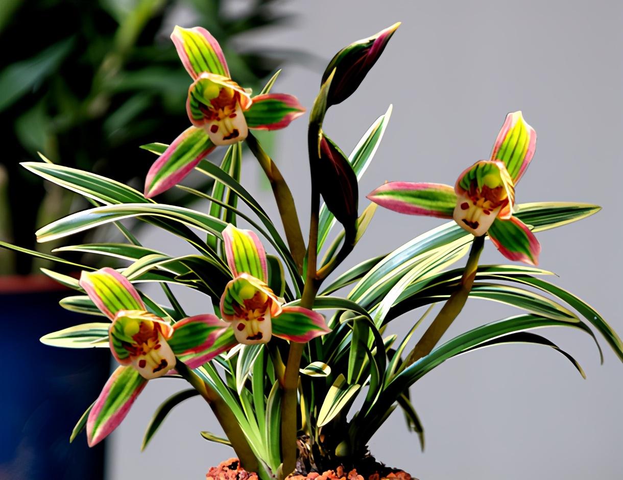 四季兰什么品种好养便宜爱开花,叶有金边的四季兰品种