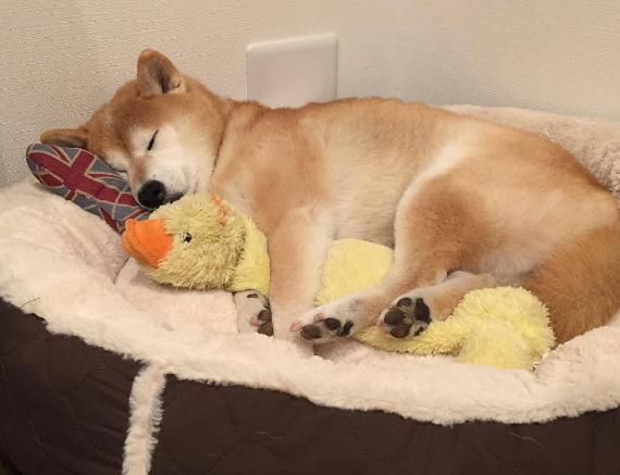 狗狗做梦的反应，原来隐藏了狗狗不同的心理