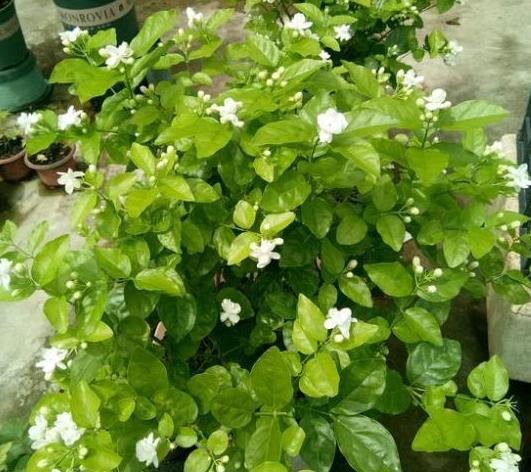 家里养茉莉花怎么配土,养茉莉花小妙招