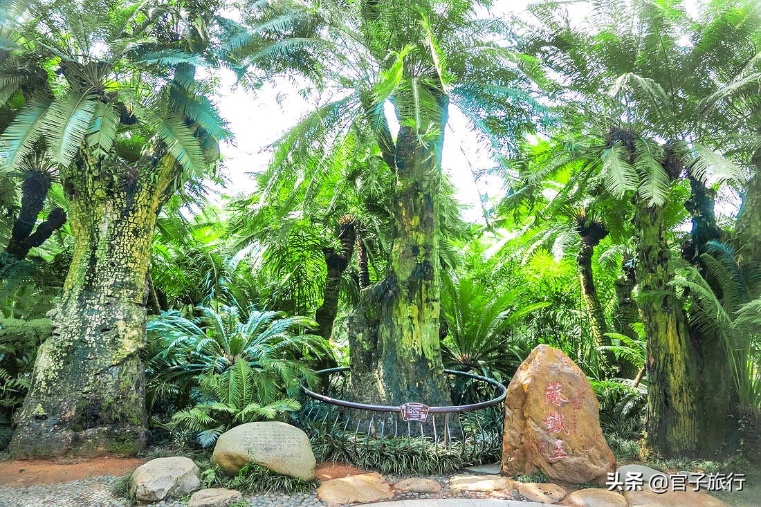 再游青秀山，看“熊猫级”国宝苏铁王，只为千年等一回的告别