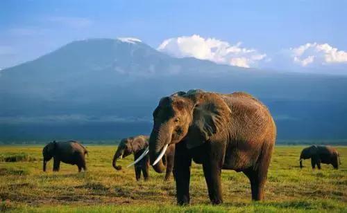人心不足蛇吞象的故事是真的吗,人心不足蛇吞象的完整故事