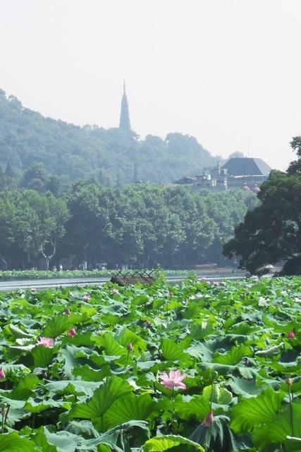 咏荷花古诗朗诵,古诗《荷花》诗句