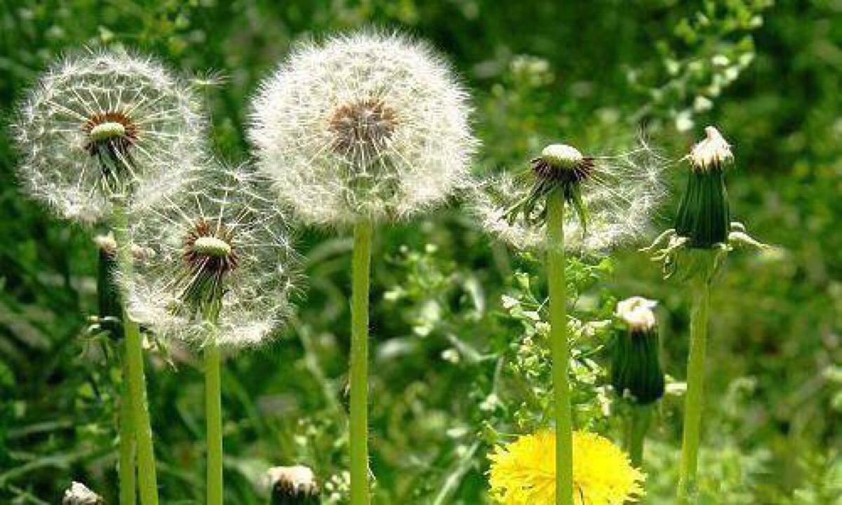荒坡蒲公英种植的经济效益怎样,蒲公英的种植前景和利润怎么样