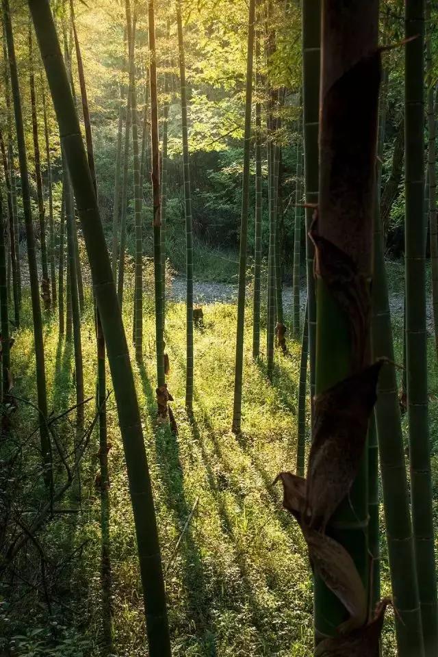 竹子是生命力顽强的植物吗,竹子是不畏惧寒冷的植物吗