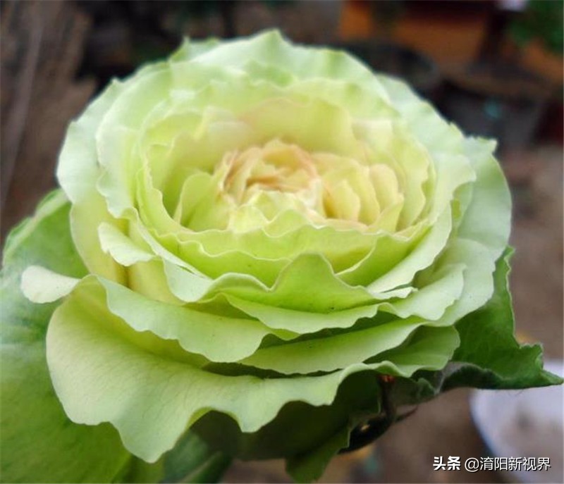 月季创新造型是什么,热门月季品种推荐图片欣赏