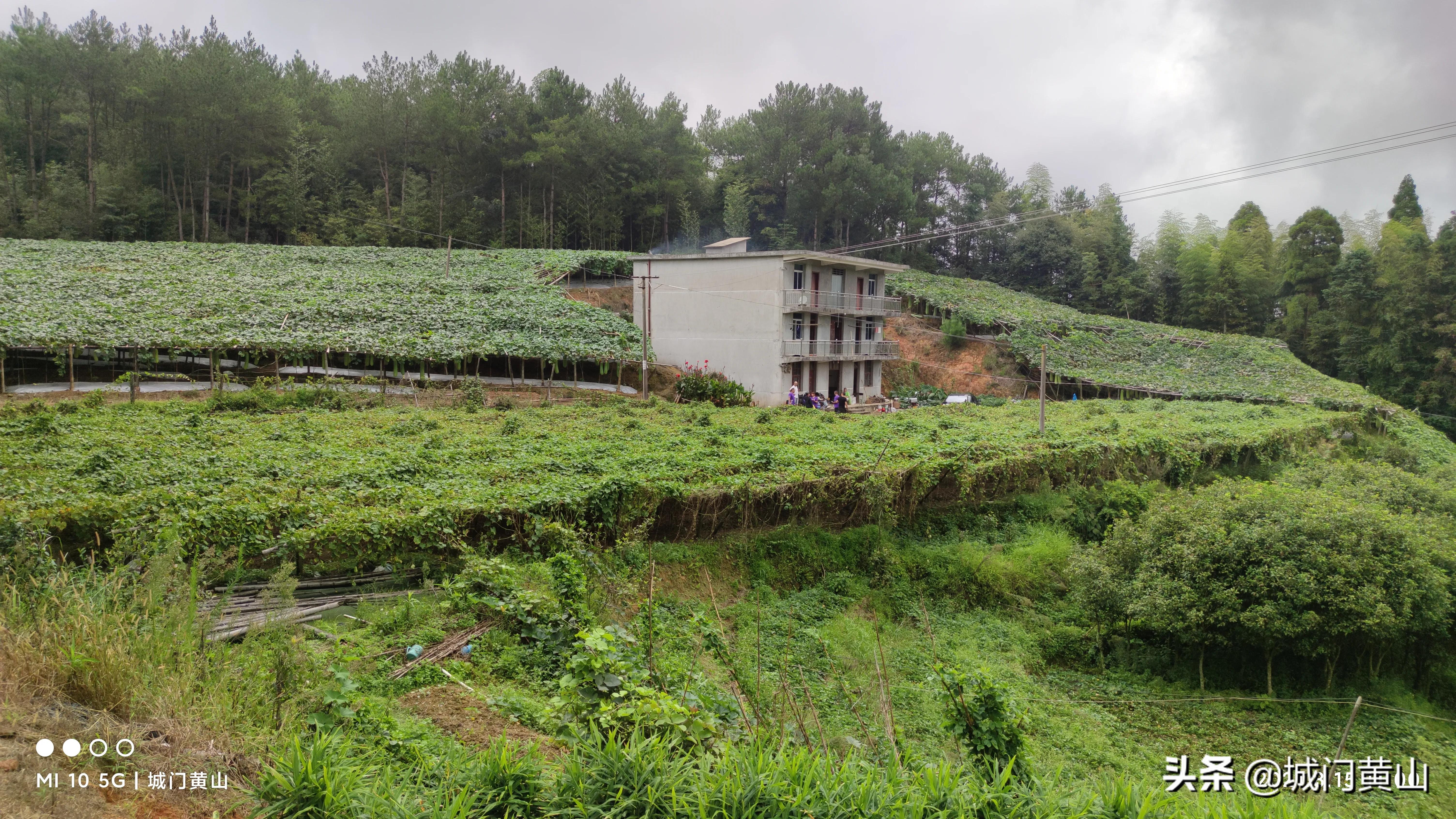 福州大湖乡冬瓜佛手瓜盛夏里在山里绽放