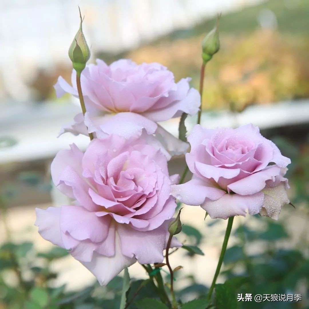 四月最浪漫的蔷薇花,最浪漫的四月花