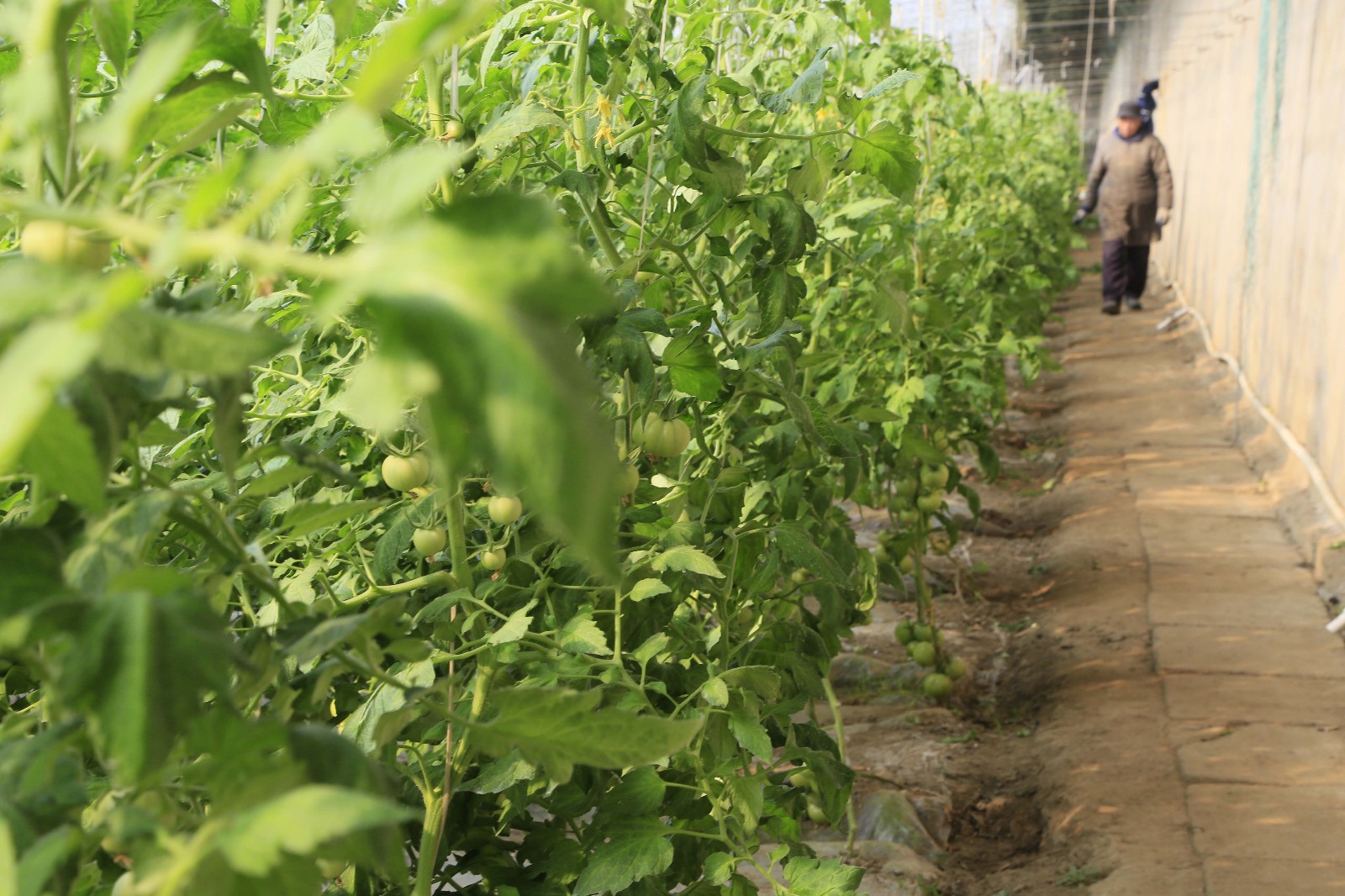 大棚西红柿高产,西红柿定植前用什么化肥配方高产