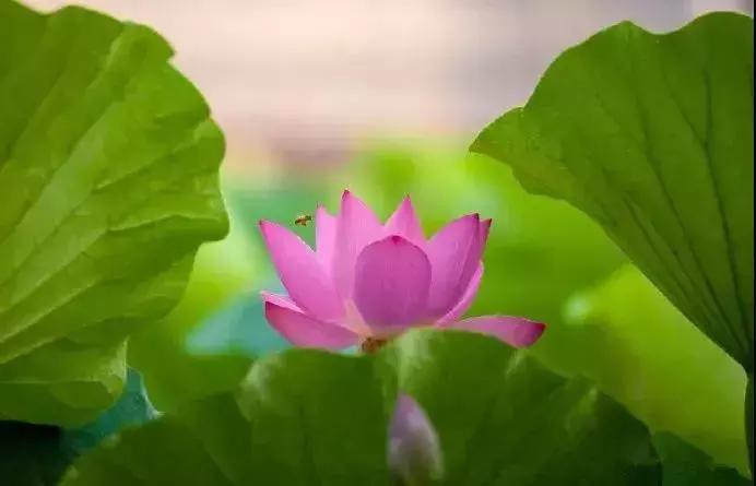 中国著名赏荷胜地,中国最著名的十大赏荷地