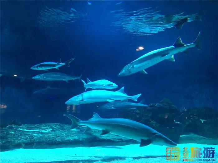 周末有风？别怕，来北京这里看花花草草和无数小可爱！猜到是哪里了吗？