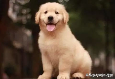 狗狗室内大小便解决方法,狗狗不定点大小便怎么办