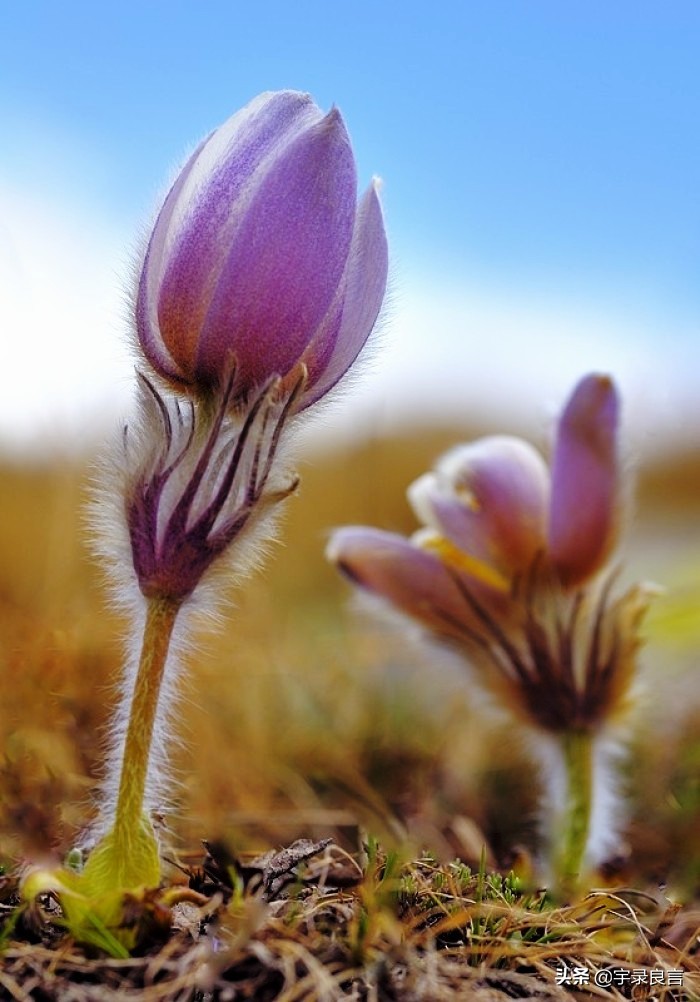 禅意感悟人生的经典句子,禅意人生感悟语录