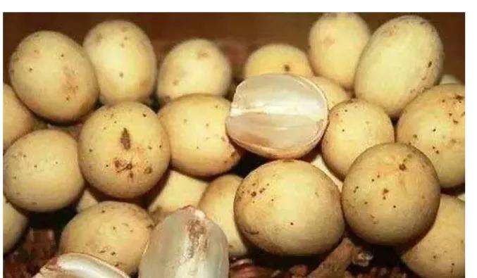 印度尼西亚本地水果比较好吃,印度尼西亚水果