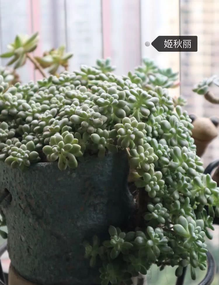 多肉名字怎么记,养多肉人的名字