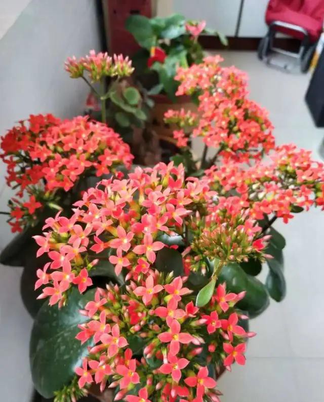 夏天种花不浇水的小窍门,哪十种花夏季少浇水