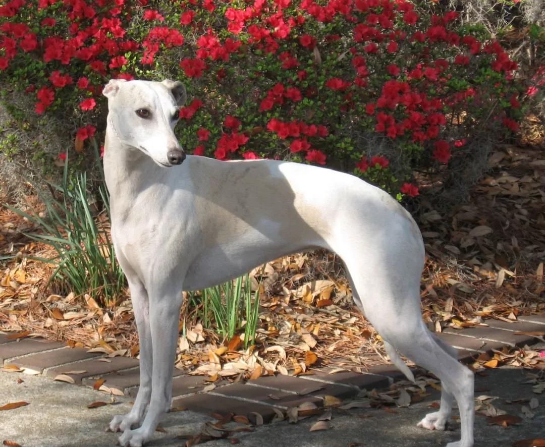 令人惊叹的狗狗品种你一定要了解,这些不常见的狗狗品种你认识几个