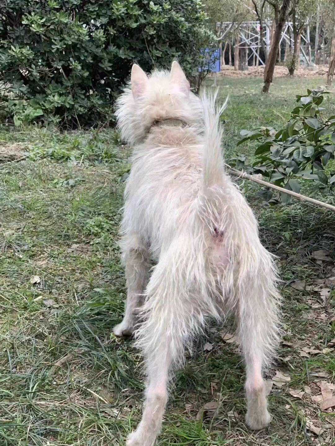 贵州下司古镇的名犬,贵州名犬下司犬由来是什么
