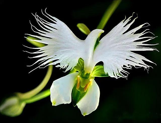 日本白鹭花,白鹭奇花