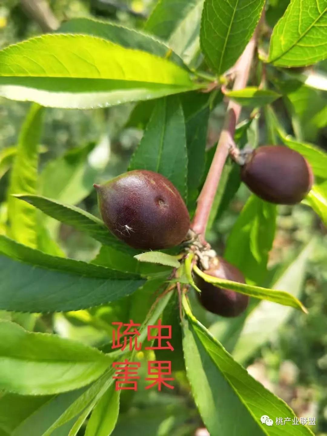 桃奴！桃奴！坚决不能留