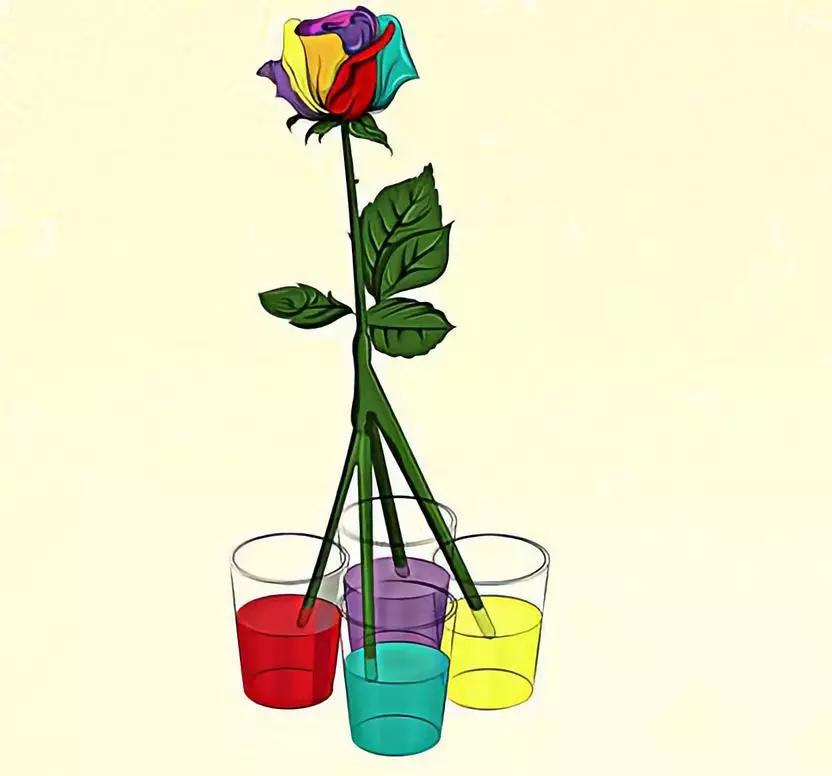 有颜色的玫瑰是怎么做出来的,白玫瑰怎么做七彩玫瑰