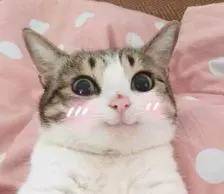 养猫后遇到的奇葩事,家里猫很多用豆腐猫砂合适吗