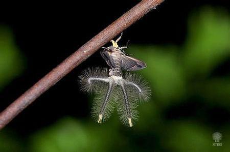 世界上最恐怖的20种虫子,世界上最恐怖的虫子无人能逃过