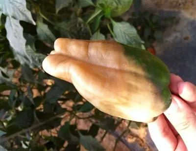 雾霾天气如何防治蔬菜病害,蔬菜低温病害及预防