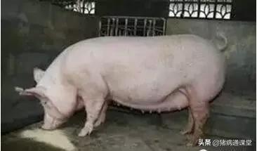 母猪产仔前后的工作,后备母猪怀孕卫生管理