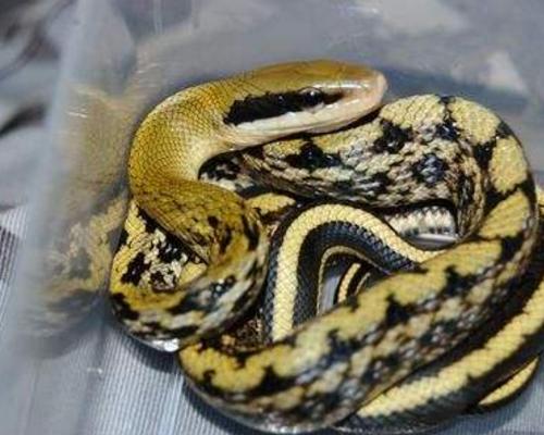 农村常见的蛇的克星,民间传说不怕蛇的蛇