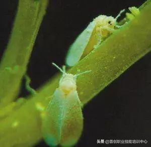 种菜防治病虫害最简单方法,种菜病虫害图片大全