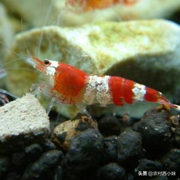 新手买观赏虾最好养殖什么,观赏虾的养殖方法和注意点有哪些