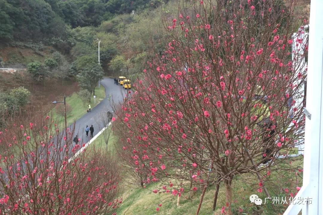 到广州•来从化：花城看花，花在从化——从化五朵金花邀您过大年
