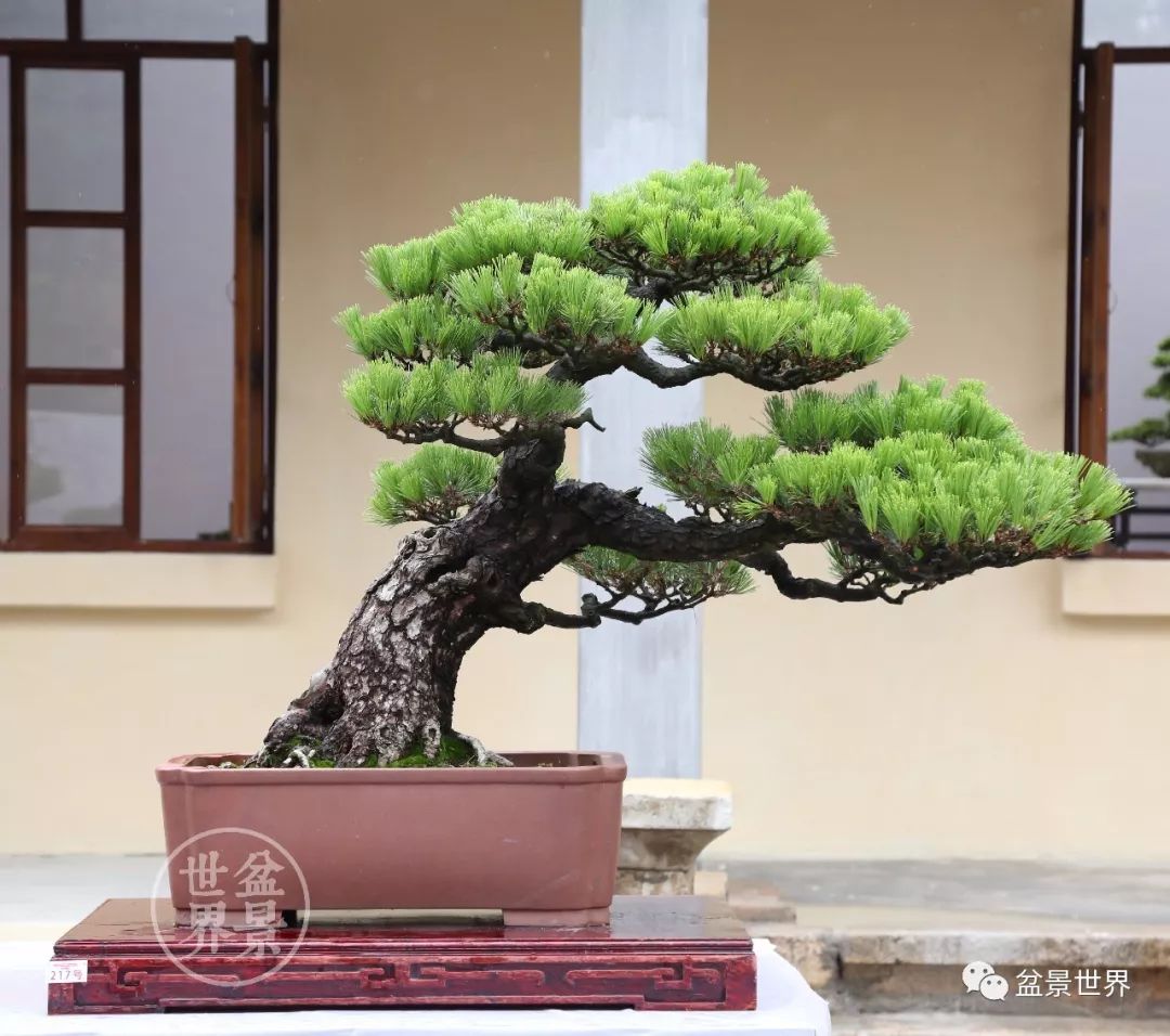 精品黑松盆景欣赏,富贵大气的盆景有哪些