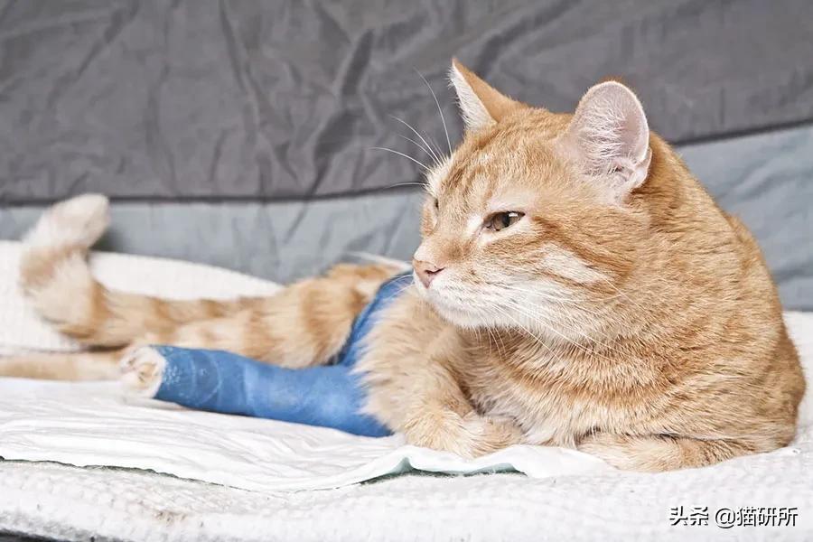 猫咪呼吸麻醉前需要诱导麻醉吗,猫镇静用什么