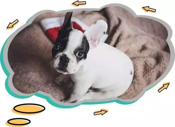 十大热门小型短毛犬,十大最小小型犬可爱图片