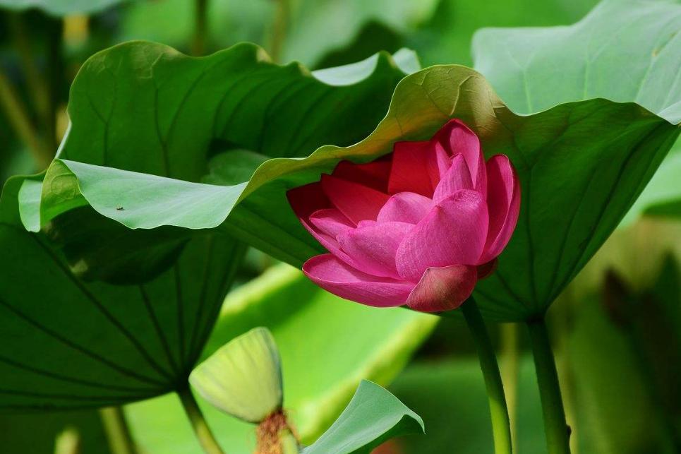 关于秋荷的古诗赏析,咏秋荷古诗词