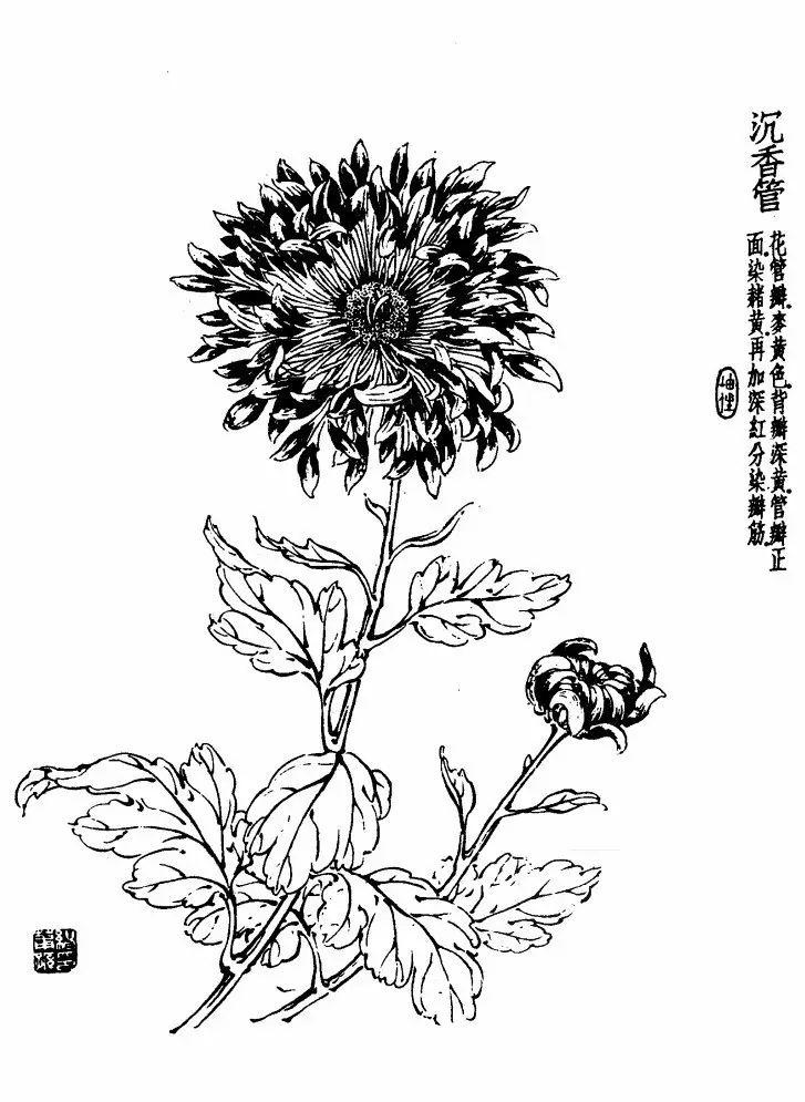 菊花白描基础花瓣的画法,白描菊花用笔