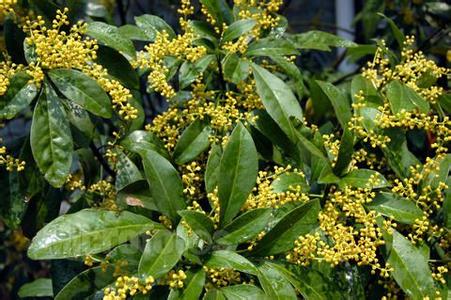 米兰花怎么养及注意事项,米兰花怎样养护才能长得好