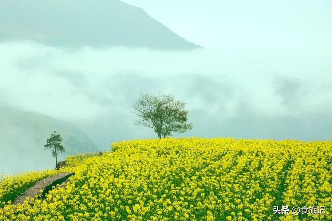青田的青田,青田是中国的华侨之乡