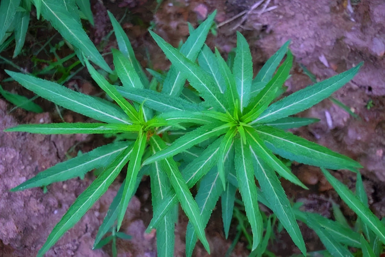 赶黄草喝酒,喝酒了能不能喝赶黄草