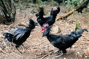 快速带你了解绿壳鸡蛋,揭秘绿壳鸡蛋