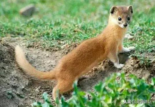 黄鼠狼的恩与仇民间故事,黄鼠狼偷鸡视频民间故事