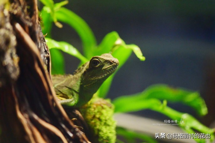 雨林缸可以养的蜥蜴,鱼缸改造封闭式雨林缸养蜥蜴