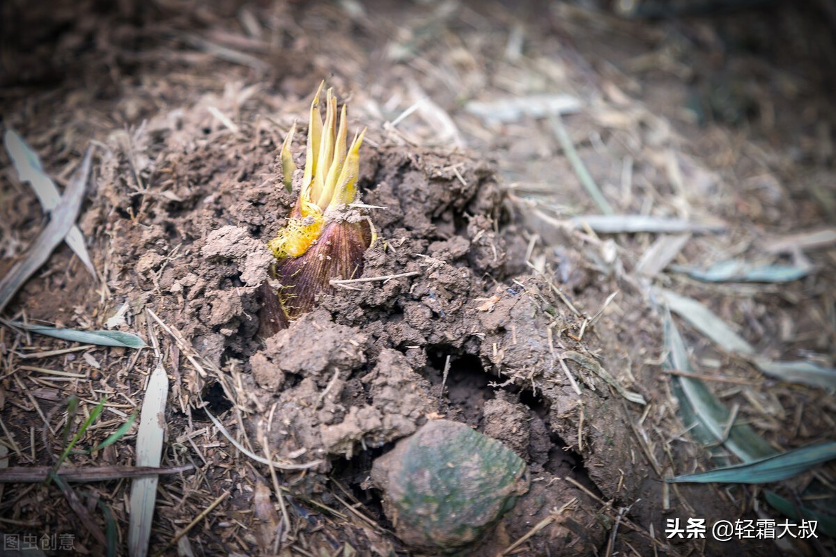 美食文化｜一棵春笋，从《诗经》时代一直鲜到今天的餐桌