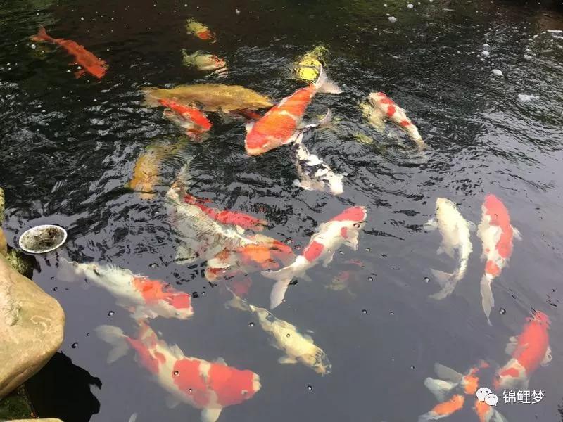 送给永欣鱼场微信群新手养锦鲤的9个要点