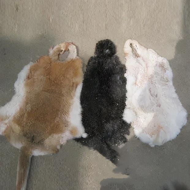 整皮獭兔毛内胆大衣,獭兔皮大衣