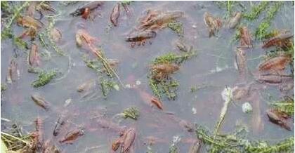 荷藕小龙虾混养一亩田收入多少,藕虾共养新模式