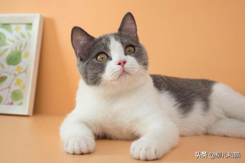 猫咪脱毛最有效方法,猫咪脱毛严重值得收藏的处理方法