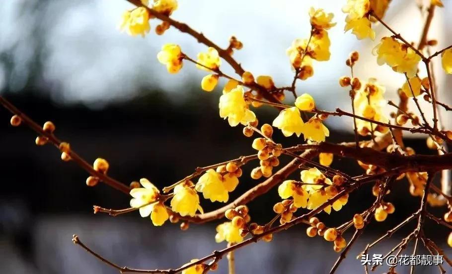 美丽泽州我的家,美丽我的家